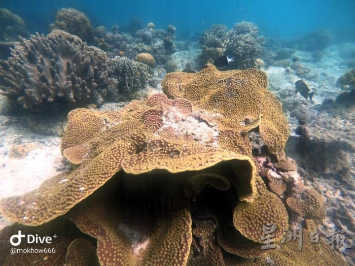 这珊瑚像不像世界最大的“大王花”莱佛士花？

