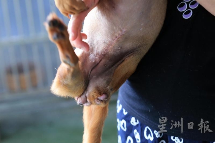 小猪一只脚截肢，总共动力五次手术才捡回校小命，肚子上留下长长的手术疤。

