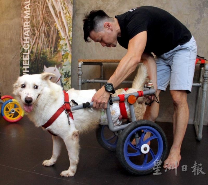 每一辆动物轮椅都是量身订做，确保符合动物的身形及活动能力。