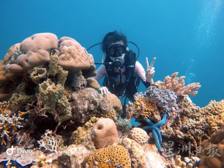 蓝海星与蜂窝珊瑚.

