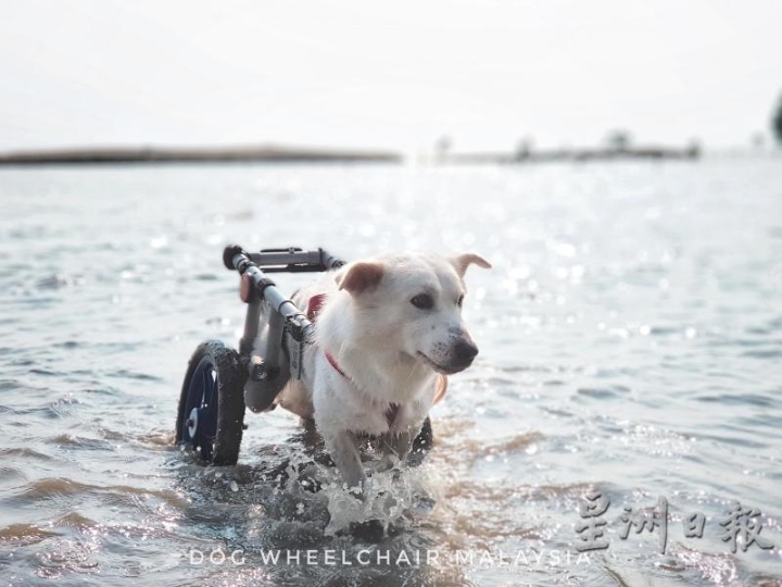 有了轮椅的辅助，Frosty上山下海都难不倒它。