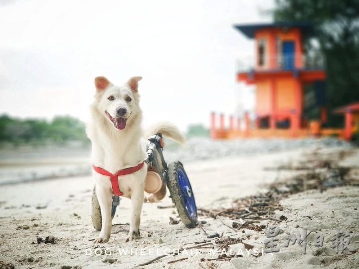 因为领养了Frosty,黄志威自学制作动物轮椅，让Frosty重新站起来。