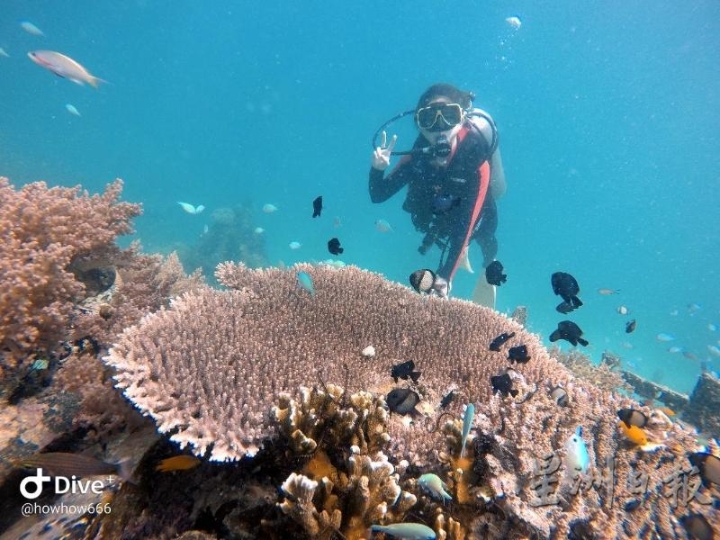 桌台珊瑚堪称世界最大朵的珊瑚。

