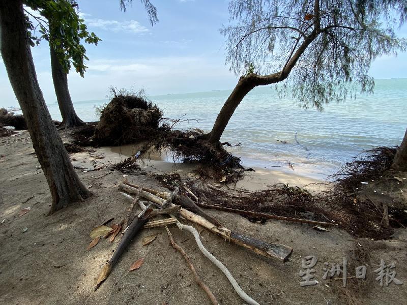 曾经牢固树立在沙滩的木麻黄，如今在“生死边缘”求存。