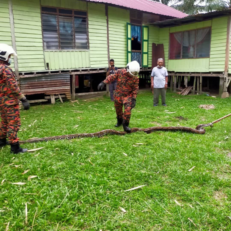 20尺长蟒蛇出现屋前，屋主急忙致电消拯局求助。