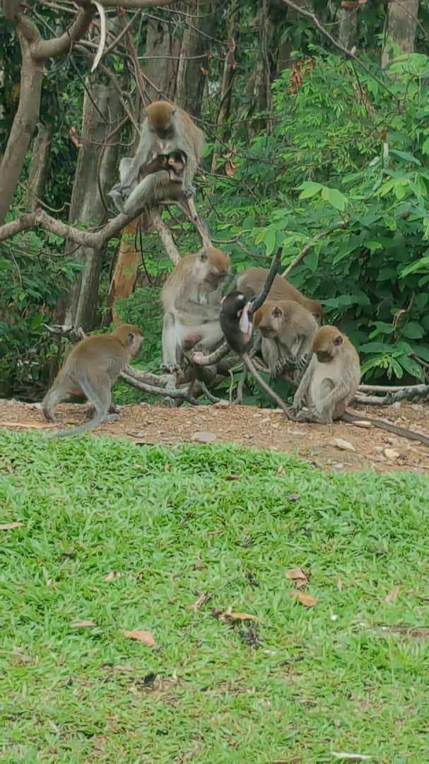 马六甲柏拉纳花园商业区的猴群，食髓知味，常等人到来喂食。