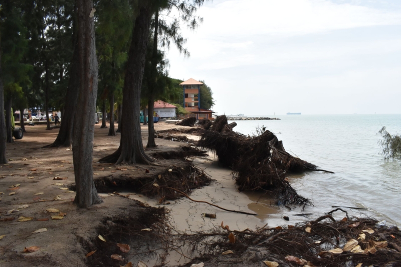 有不少大树正在受到海蚀严重的侵蚀，随时倒下。