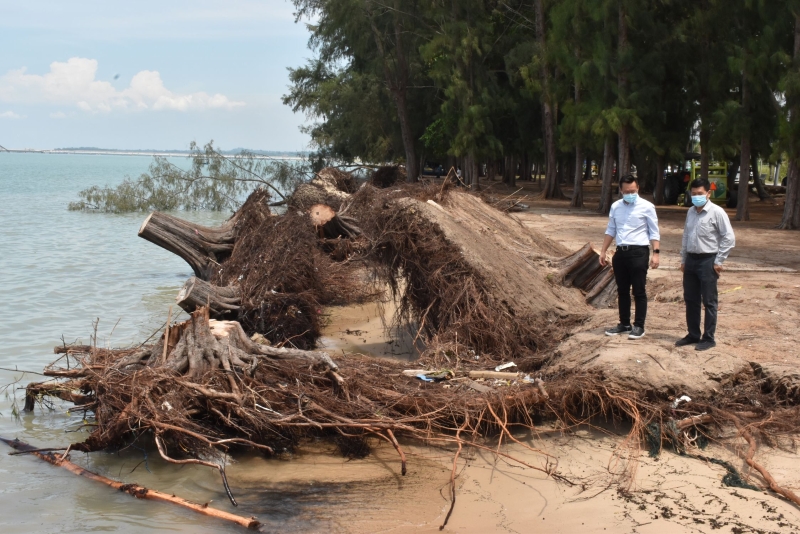 班台昆罗公主海滩海蚀情况恶化，一排20棵大树受不起海蚀侵蚀而倒下。