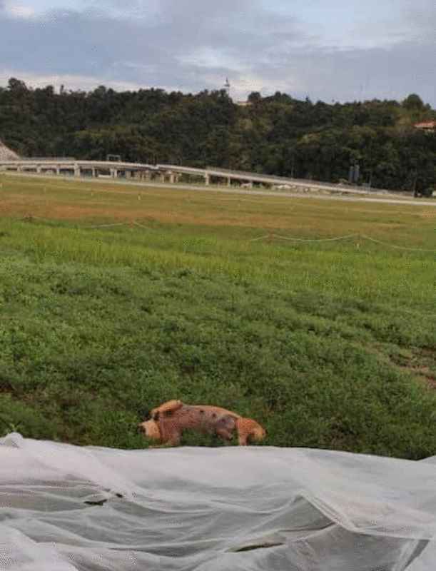 母狗吉赛儿因误闯机场领域被射死，尸体没有被及时处理。 
