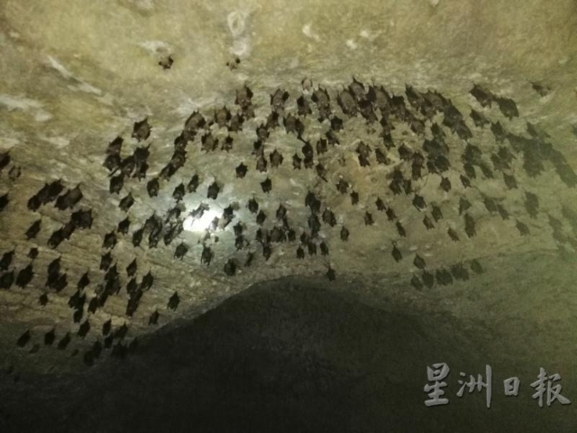 蝙蝠密密麻麻倒挂在洞穴，分成几个集群倒挂在不同角落。


