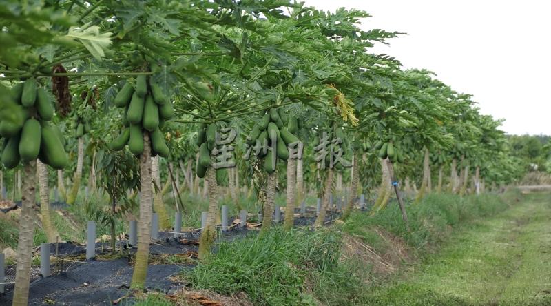卓伟康的果园种植了大批木瓜，并计划将之出口至国外。