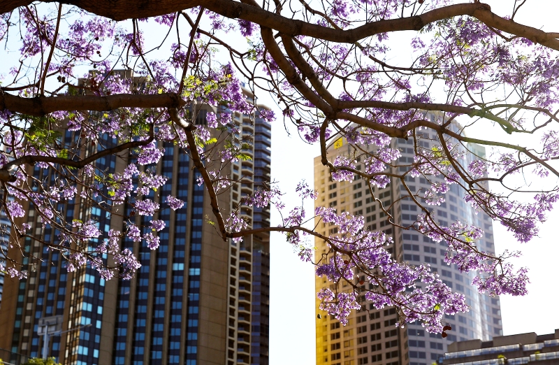 蓝花楹在悉尼街边盛放。（图：新华社）