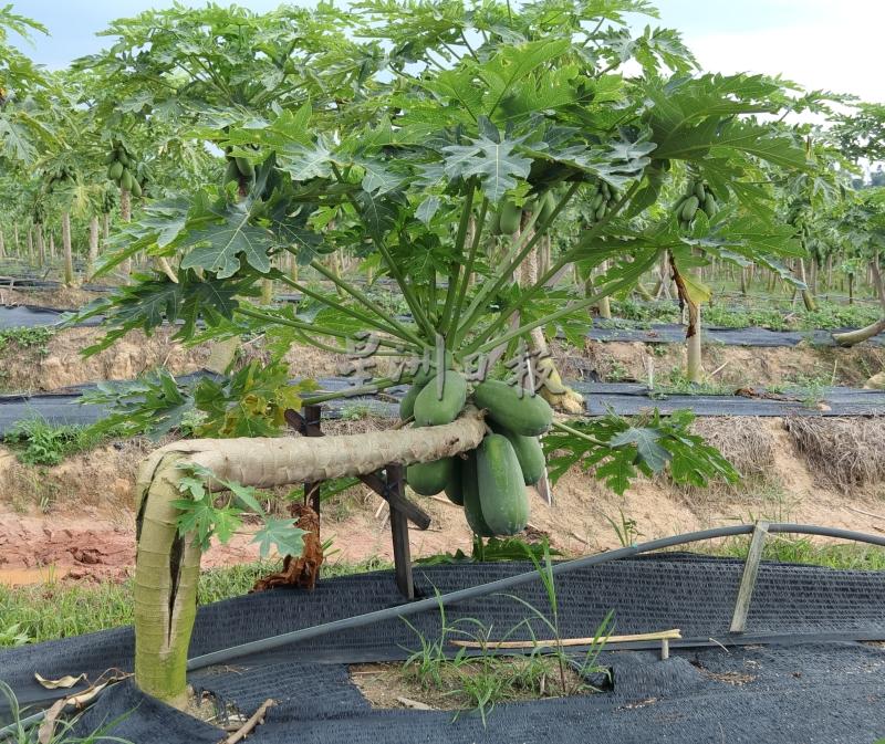 矮化木瓜的种植方式，更符合时间效益。