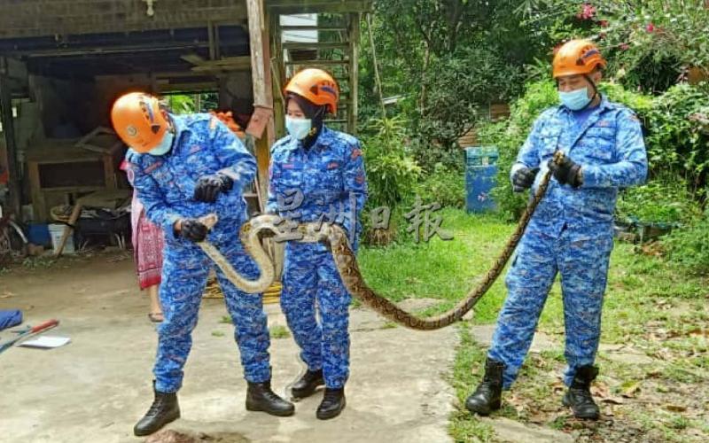 
民防队员展示捕获8公尺长的蟒蛇。