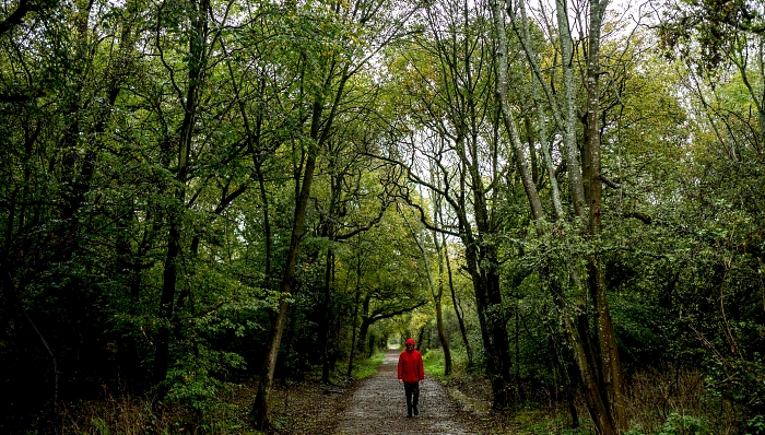 A man walking under the trees in Epping Forest in northeast London. AFP