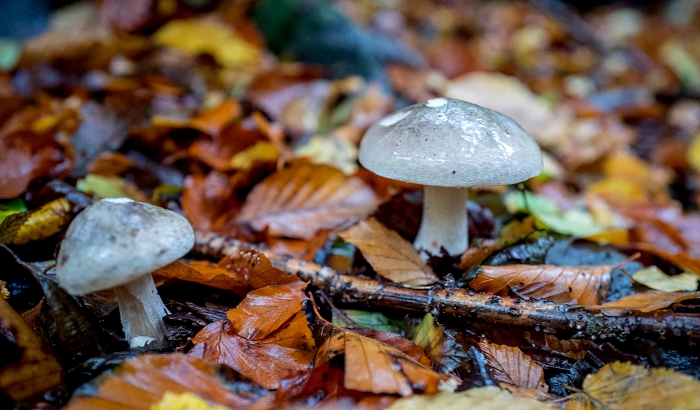 Mushrooms among the autumn leaves on the ground in Epping Forest in northeast London. AFP