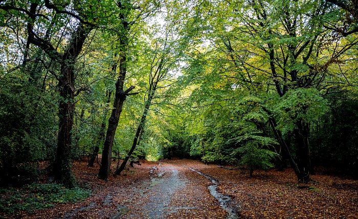 Autumn leaves cover the ground in Epping Forest in northeast London. AFP