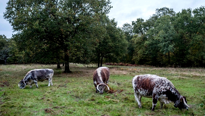 Cattle graze in Epping Forest in northeast London. AFP