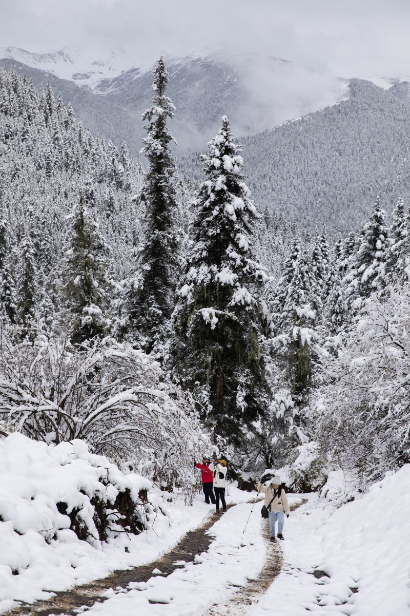 游客在玛嘉沟的森林踏雪赏景。

