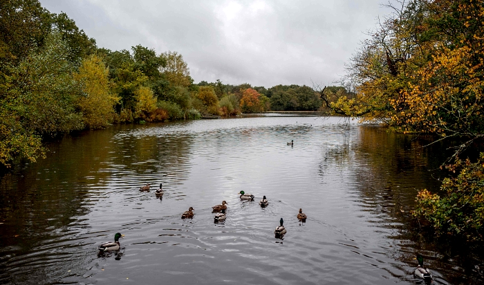 Ducks swimming in Connaught Water in Epping Forest in northeast London. AFP