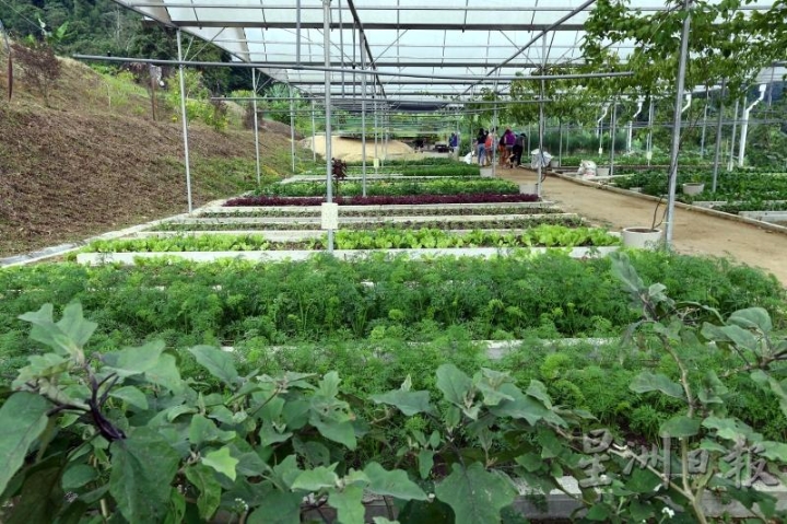松岩的有机菜圃种植茄子、萝卜、生菜、百香果、芦笋等蔬果。