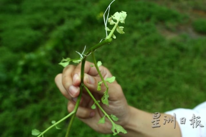 武吉丁宜的西洋菜是实心的。