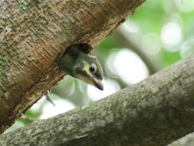 赤胸拟啄木鸟的雏鸟探出树洞。（此照摄于别处）