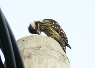 小啄木的雄鸟头部两侧有一道红色条纹，通常只在它竖起头冠时方能清楚看见。