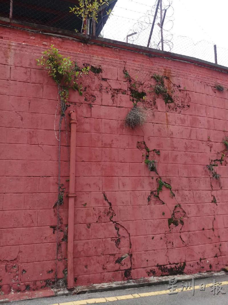 红屋旧法庭建筑的墙面墙面的缝隙长出不少攀籐物。