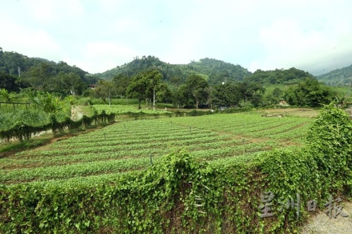 新区地广，处处可见绿油油的菜园。