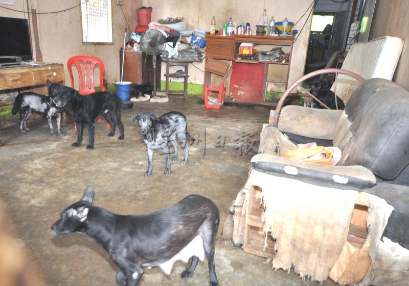 屋主将12只狗暂时寄养在租屋处，屋内弥漫强烈异味，卫生条件欠佳。