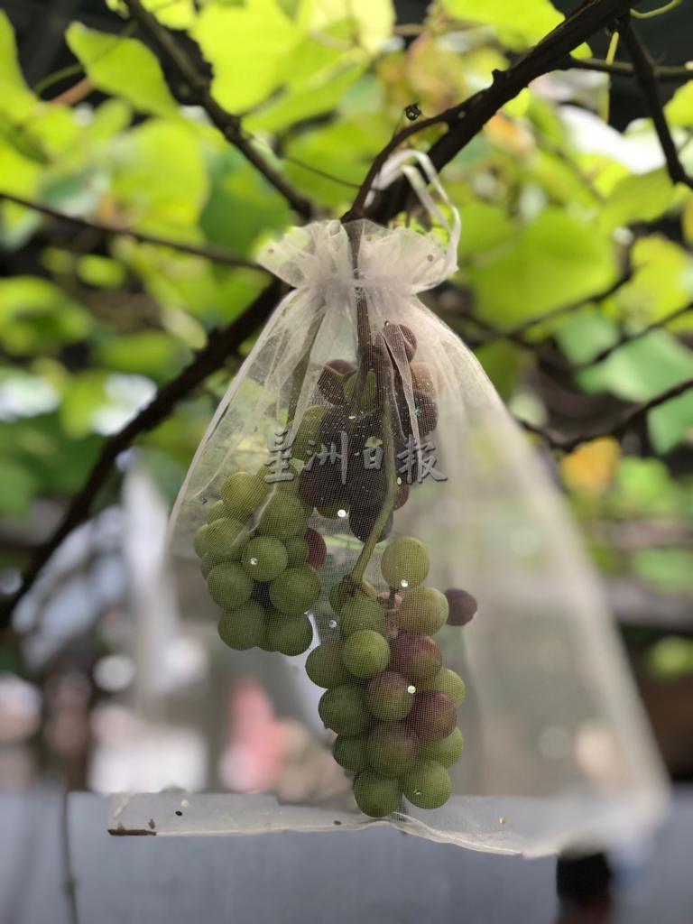 “爱心串满园”葡萄园结出累累硕果，让从未见过葡萄种植过程的学生，有机会前来参观。