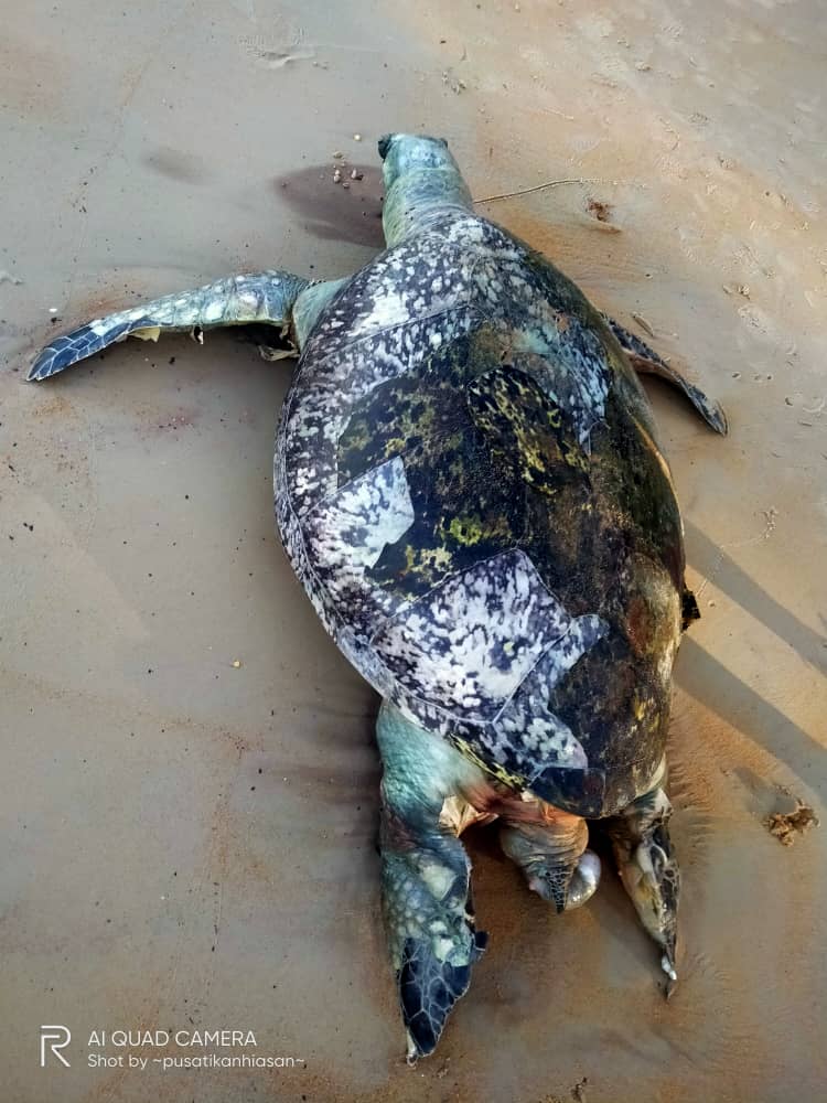 游客于周一（26日）下午在波德申发现一具绿海龟的尸体，并向当局投报。
