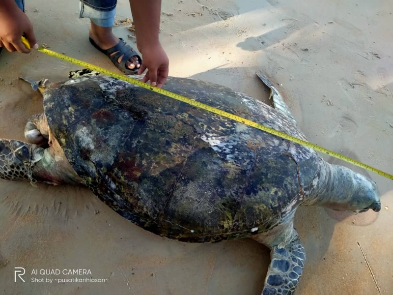 当局判断，死亡的海龟为雌性，重约175公斤，年龄约60岁。