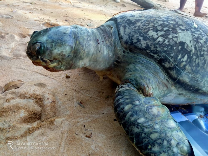 搁浅毙命的海龟，被发现嘴边有一道伤口。