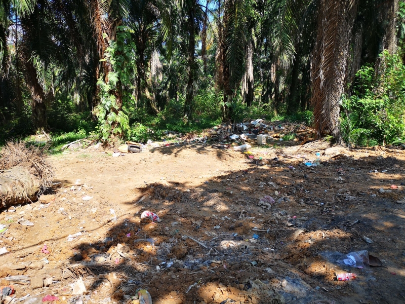 垃圾场对面的油棕园，同样垃圾处处。