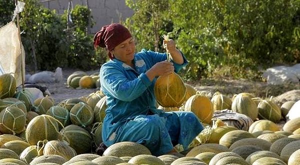 A woman prepares melons to be hanged for storage in an adobe shed in the village of Vazir in the northwest of Uzbekistan. AFP