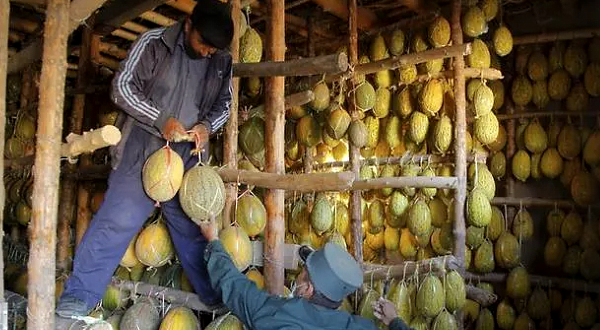 Workers hang melons on wooden beams in an adobe shed in the village of Vazir. AFP