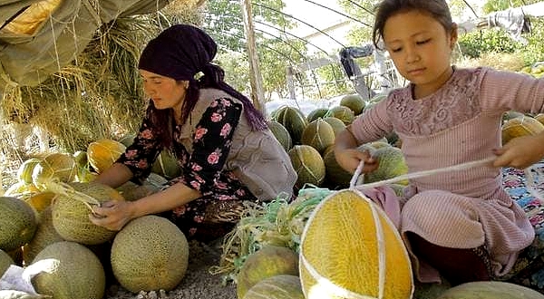 A woman and a girl prepare melons to be hanged for storage in an adobe shed in the village of Vazir. AFP