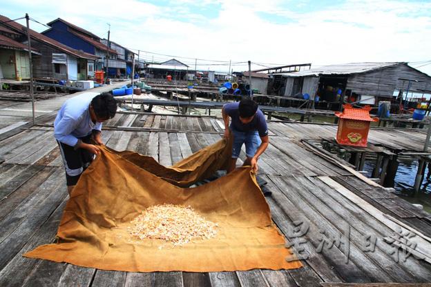 在老港还可以看到传统的晒虾米作业方法。
