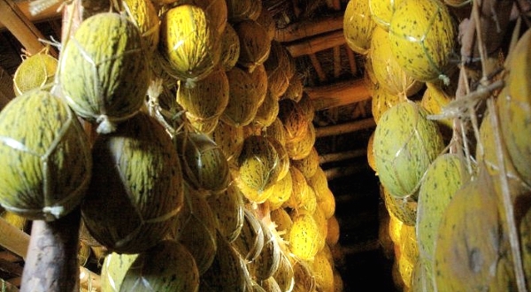 Melons hang from wooden beams in the village of Vazir in the northwest of Uzbekistan. AFP