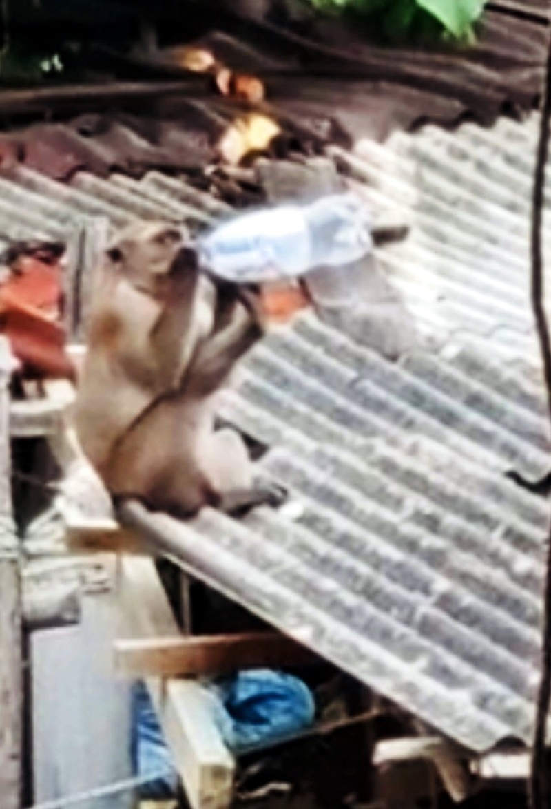 猴子捧着瓶子喝水。（读者陈财松提供）