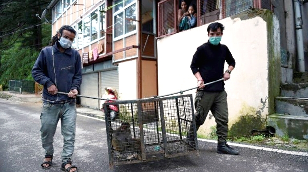 Efforts to control the monkeys have failed to blunt their frequent attacks on tourists and farms. AFP Efforts to control the monkeys have failed to blunt their frequent attacks on tourists and farms. AFP