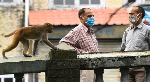 Authorities have struggled to control the monkeys which have become increasingly aggressive in their hunt for food. AFP Authorities have struggled to control the monkeys which have become increasingly aggressive in their hunt for food. AFP