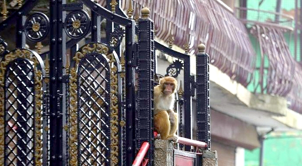 Some residents have put metal cages over their terraces and windows to keep out the invaders which have even been known to steal from refrigerators. AFP Some residents have put metal cages over their terraces and windows to keep out the invaders which have even been known to steal from refrigerators. AFP