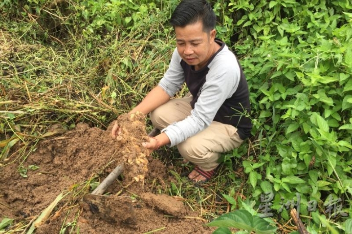 武吉丁宜姜就蕴藏在杂草丛生的地底下，小心挖掘，就能挖出一块螃蟹大的姜。