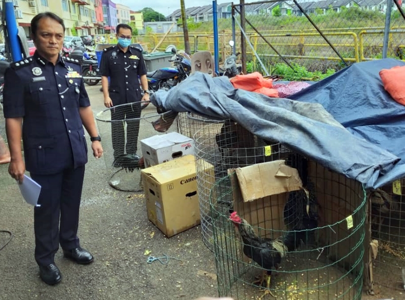 祖凯里(左起)与依城警区刑事调查组主任郑亚水视察警方起获的斗鸡。 祖凯里(左起)与依城警区刑事调查组主任郑亚水视察警方起获的斗鸡。