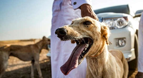 Syrian Kurdish dog breeder Mohammed Derbas pets one of his Saluki dogs in the village of Ad-Derbasiyah. AFP Syrian Kurdish dog breeder Mohammed Derbas pets one of his Saluki dogs in the village of Ad-Derbasiyah. AFP