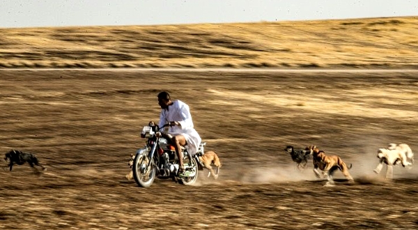 Dog breeder Mohammed Derbas rides a motorcycle to exercise his speedy hounds, which are later sold for racing in the Gulf. AFP Dog breeder Mohammed Derbas rides a motorcycle to exercise his speedy hounds, which are later sold for racing in the Gulf. AFP