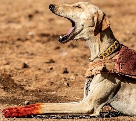 Saluki breeders in Syria dye their paws with henna as a form of decoration and protection. AFP
Saluki breeders in Syria dye their paws with henna as a form of decoration and protection. AFP